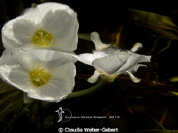 under the surface by Claudia Weber-Gebert 